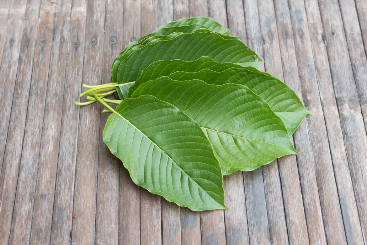 How to Incorporate White Bali Kratom into Your Daily Routine?