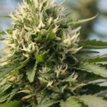 Inside Our Selection: How We Identified the Best Delta 8 THC Flower