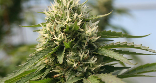 Inside Our Selection: How We Identified the Best Delta 8 THC Flower